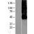 Western Blot: CXCR4 Lysate [NBL1-09633] - Western Blot experiments.  Left-Control; Right -Over-expression Lysate for CXCR4.